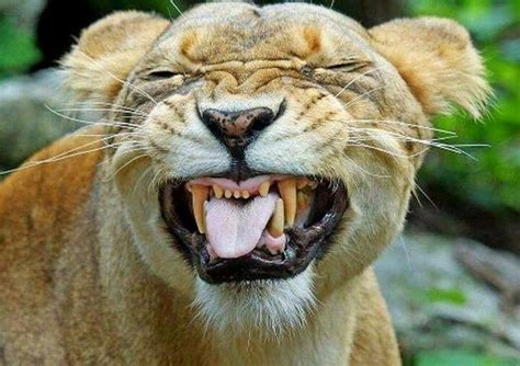 Funny Lion Big Cats Pinterest