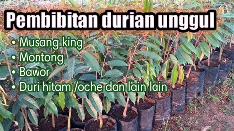 Akhirnyabibit durian musang king bawor duri hitam monthong dan matahari berangkat ke sumatra. Proses pembibitan durian MUSANG KING ,supaya tajuk dan ...