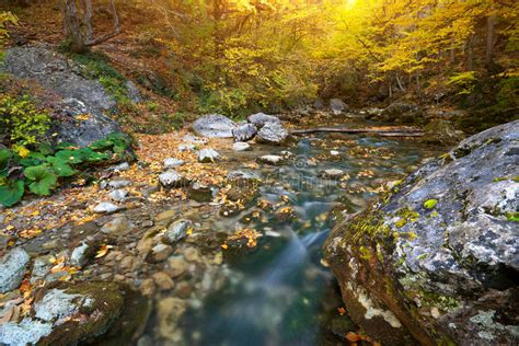 Autumn Landscape Colorful Leaves On Trees Morning At River After