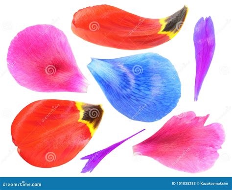 Set Of Colorful Flower Petals Isolated On White Background Stock Image
