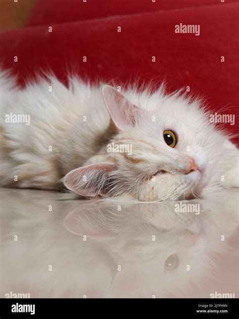 In This Photo You See Lassie The Cat Stock Photo Alamy