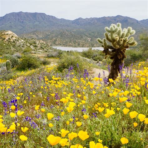 5 Perfect Wildflower Hikes In Arizona Arizona Hiking Arizona