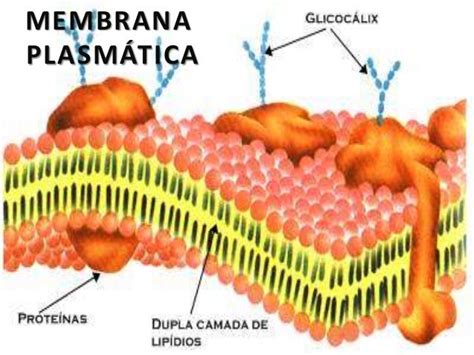 Membrana Plasmática Plasmalema
