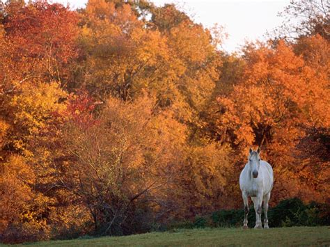 Fall Horse Wallpapers Top Free Fall Horse Backgrounds Wallpaperaccess