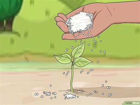 cómo aplicar fertilizante de urea 14 pasos