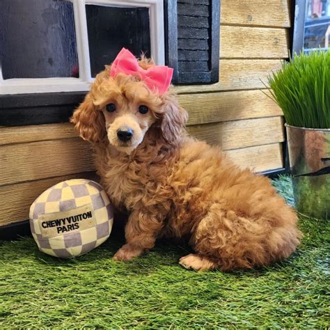 Toy Poodle Female Puppy Bark Avenue Puppies