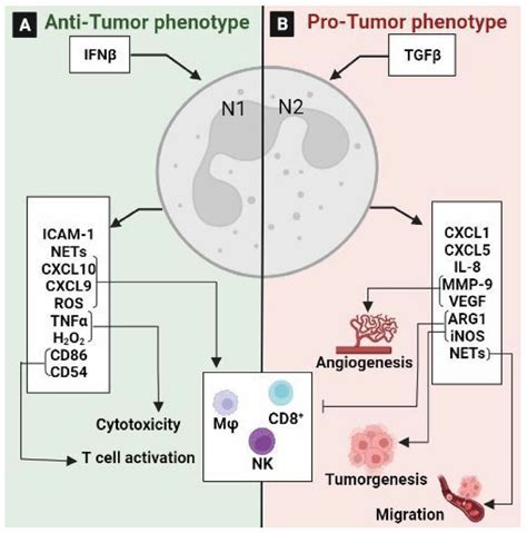 The Role Of Tumor Associated Neutrophils TANs In The Tumor