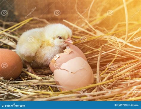 Easter Baby Chicken With Broken Eggshell In The Straw Nest Stock Photo