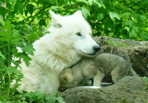 Knuthenborg Park Welcomes Five White Arctic Wolf Pups For The Second