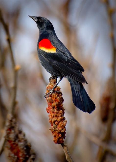 Red Winged Blackbird Backyard Birds Black Bird Beautiful Birds