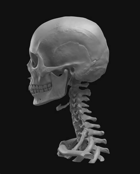 Resultado De Imagen De Skull Reference Human Skull Anatomy Head