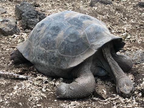 Charles Darwin Research Station Galapagos Attraction Au