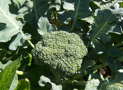 Harvesting Packman Broccoli 9 Weeks After Transplant