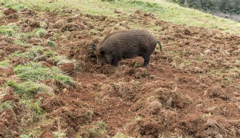 One Of The Most Damaging Invasive Species On Earth Wild Pigs Release