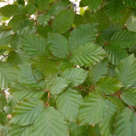 Green Beech Fagus Sylvatica Bare Root Plants Available For Sale Online
