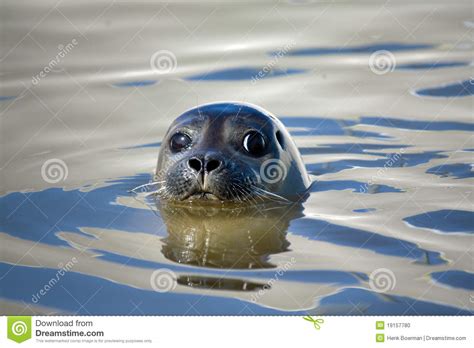 Seal Close Up Stock Photo Image Of Swim Swimming Friendly 19157780