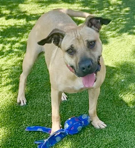 Mishka • Adopted • Black Mouth Cur Pit Bull Terrier Mixed Brown