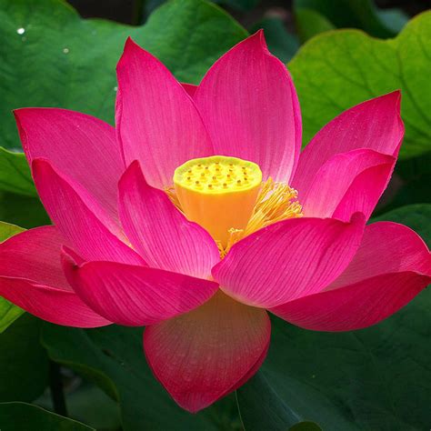 Hd Wallpapers Of Lotus