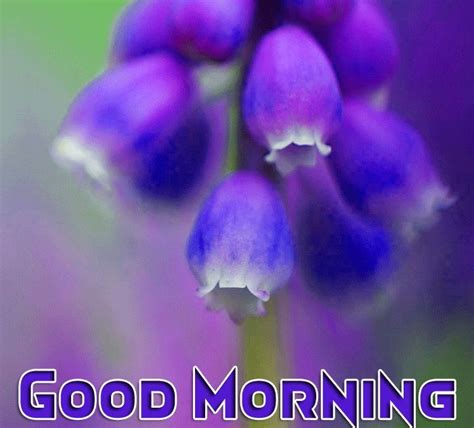 Good Morning With Purple Flowers In 2020 Morning Images Good Morning