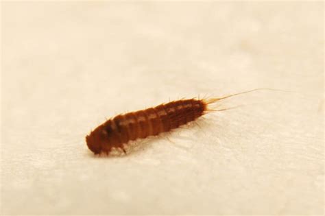 Carpet Beetle Larvae Photos Biological Science Picture Directory