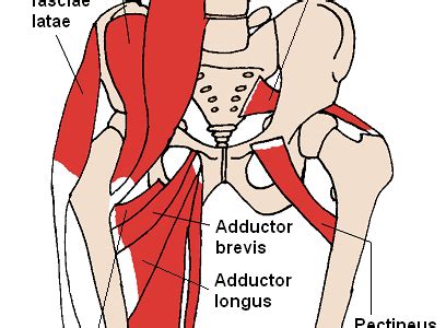 The gracilis is a superficial muscle of your groin and inner thigh that serves to adduct your hip. The Rocking Hip Flexor Stretch