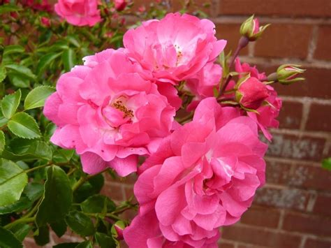 Standard Rose Flower Carpet Pink Buy Online Ashwood