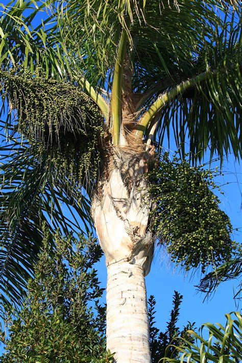 Kostenlose Foto Baum Flora Botanik Palmenfamilie Holzige Pflanze