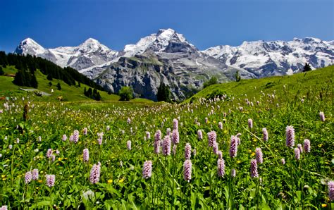 Pink Hyacinth Flowers Near Mountain At Daytime Hd Wallpaper Wallpaper