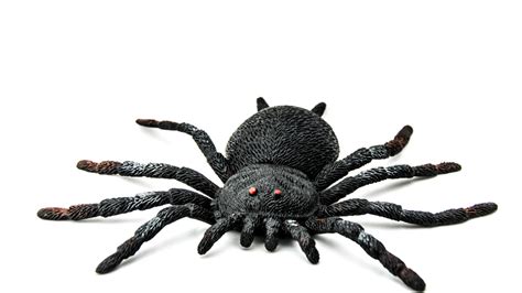 The Six Most Dangerous Spiders In The Us