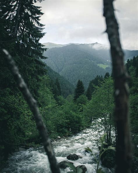 River Between Trees · Free Stock Photo
