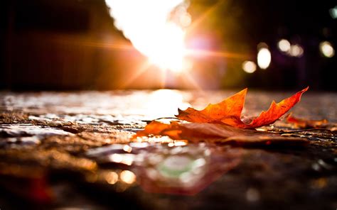 Wallpaper Sunlight Fall Leaves Sunset Night Red Reflection