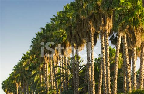 Big Palm Trees In A Row Stock Photo Royalty Free Freeimages