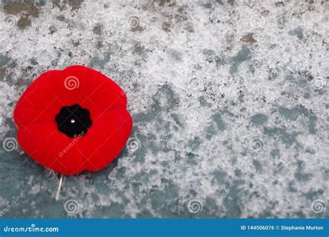 Remembrance Day Poppy On White Background With Copy Space Stock Photo