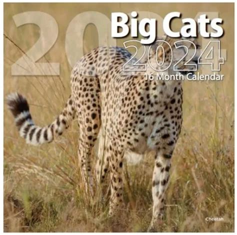 2024 Big Cats 16 Month Sept 23 Through Dec 24 Full Size Wall Calendar