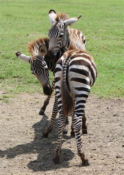 Baby Zebras Photograph By Paulette Thomas Fine Art America