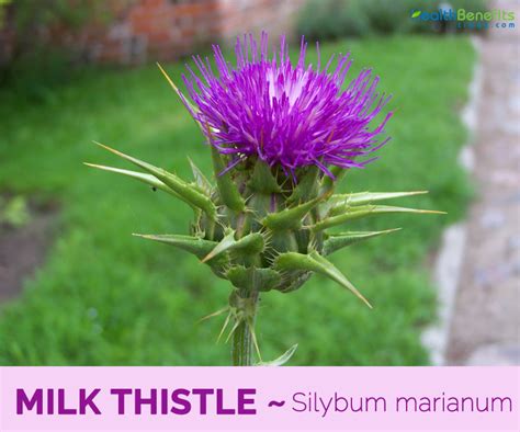 Platinum collection build your own bundle. Milk Thistle facts and health benefits