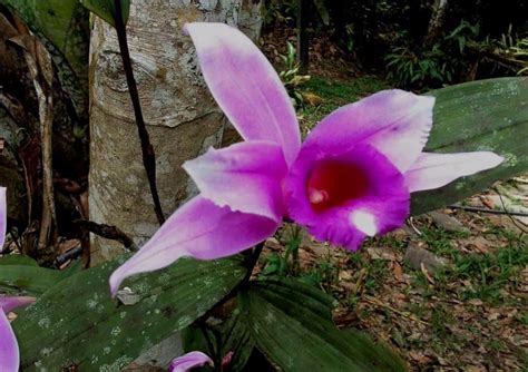 The Orchids Of The Amazon Rainforest In Ecuador Shiripuno Amazon Lodge