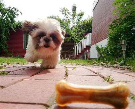 What is a high quality dog food? How To Pick High-Quality Dog Treats - Shih Tzu Cute