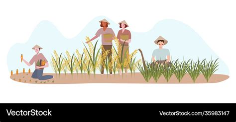 Farmers Planting On Rice Field Fertilizer Harvest Vector Image
