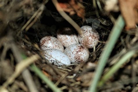 Carolina Wren Bird Eggs In Nest Free Stock Photo Public Domain Pictures