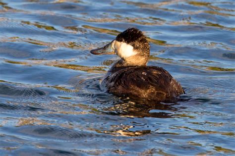 Male Ruddy Duck Just Before Mating Color Great Bird Pics