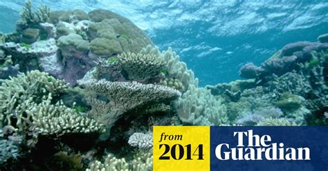 Great Barrier Reef A Massive Chemistry Experiment Gone Wrong Great Barrier Reef The Guardian
