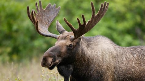 Moose A Year In The Life Of A Twig Eater Everything You Ever Wanted