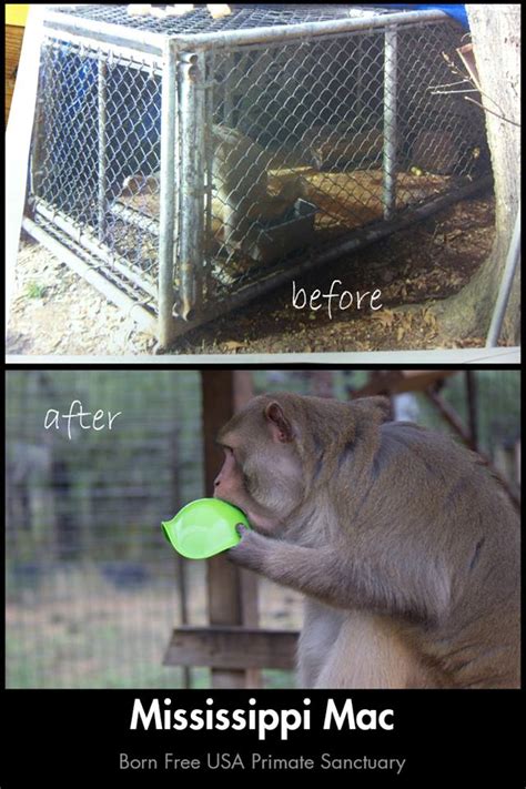 In addition the rules and regulations on transport of animals by land, sea and air were introduced. Reintroduction of Captive Primate Safety Act applauded by ...