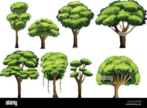 Details 48 Diferentes Tipos De árboles Abzlocalmx