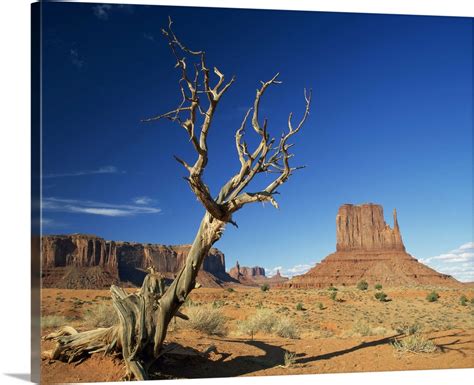 Dead Tree In The Desert Landscape With Rock Formations Monument Valley