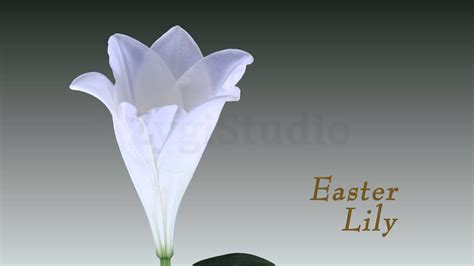 Easter Lily Wallpaper 58 Images