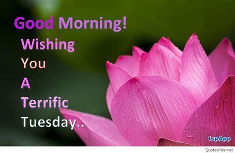 Download 30 Good Morning Tuesday Images Pictures Quotes