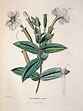Botanique HUMBOLDT, Alexandre von; BONPLAND, Aimé; KUNTH, Carl ...