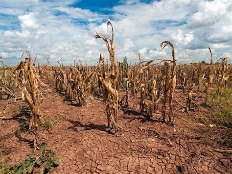 Impact Of Climate Change On The Agricultural Sector